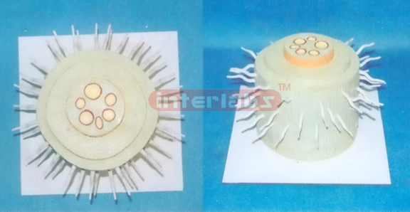 PLANT MONOCOT ROOT ANATOMICAL MODEL